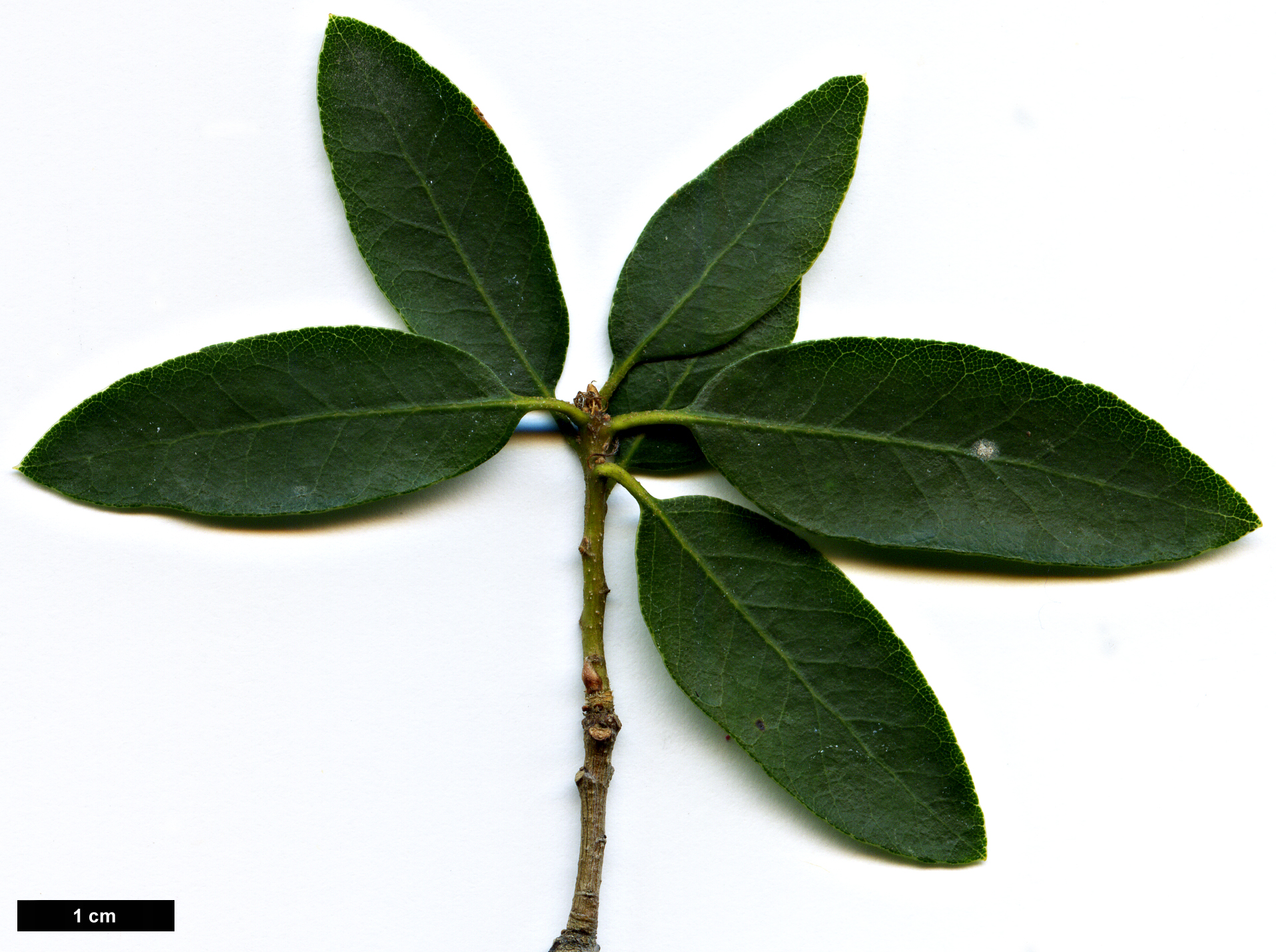 High resolution image: Family: Fagaceae - Genus: Quercus - Taxon: vacciniifolia High resolution image: Family: Fagaceae - Genus: Quercus - Taxon: vacciniifolia